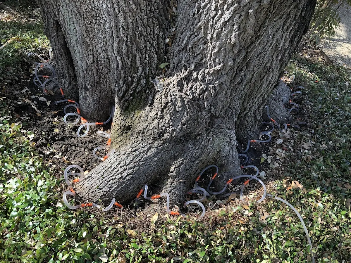 Detailed Shrub and Hedge Trimming job site in Baskin