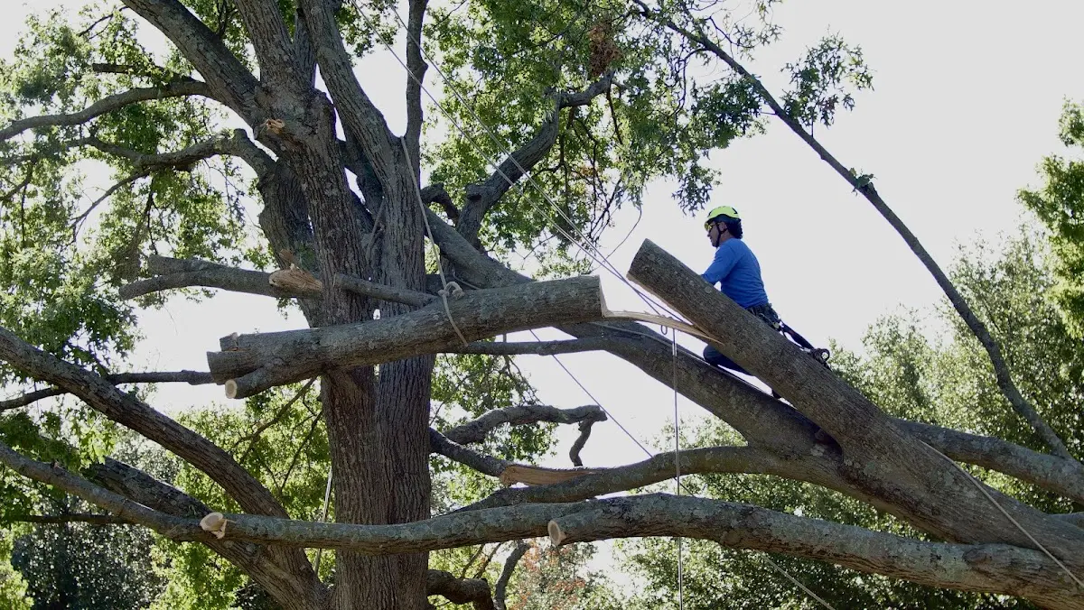 Professional Hazardous Tree Removal performed by certified arborists in Baskin