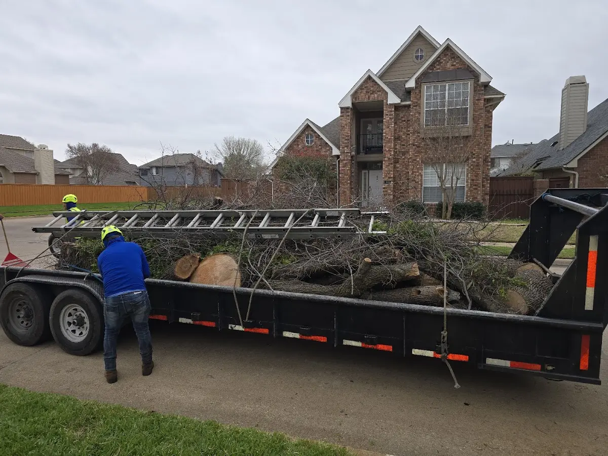 Expert Tree Removal with proper safety equipment in Baskin